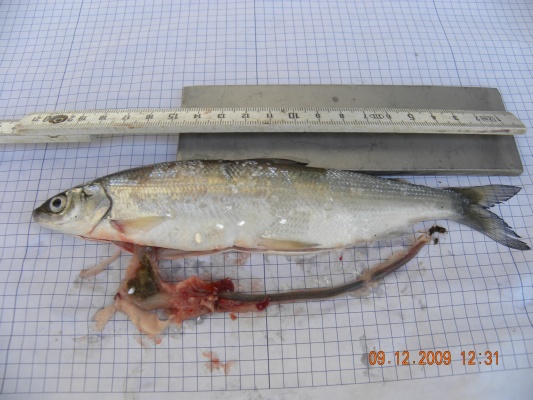 Probebefischung Dez.2009 022.jpg